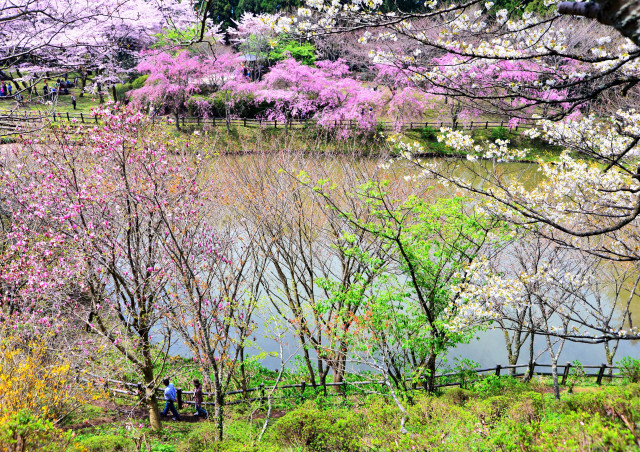 最明寺史跡公園